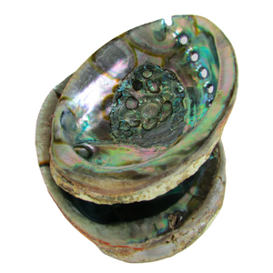 Abalone Shell || Fire-proof Incense and Sage Burner Dish
