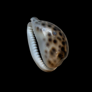 Large Tiger Cowrie Shell