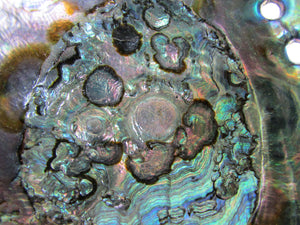 Large Abalone Shell || Fire-proof Incense and Sage Burner Dish - Burner - Cosmic Corner Savannah