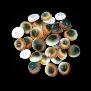 Curio  || Cat's Eye Shell