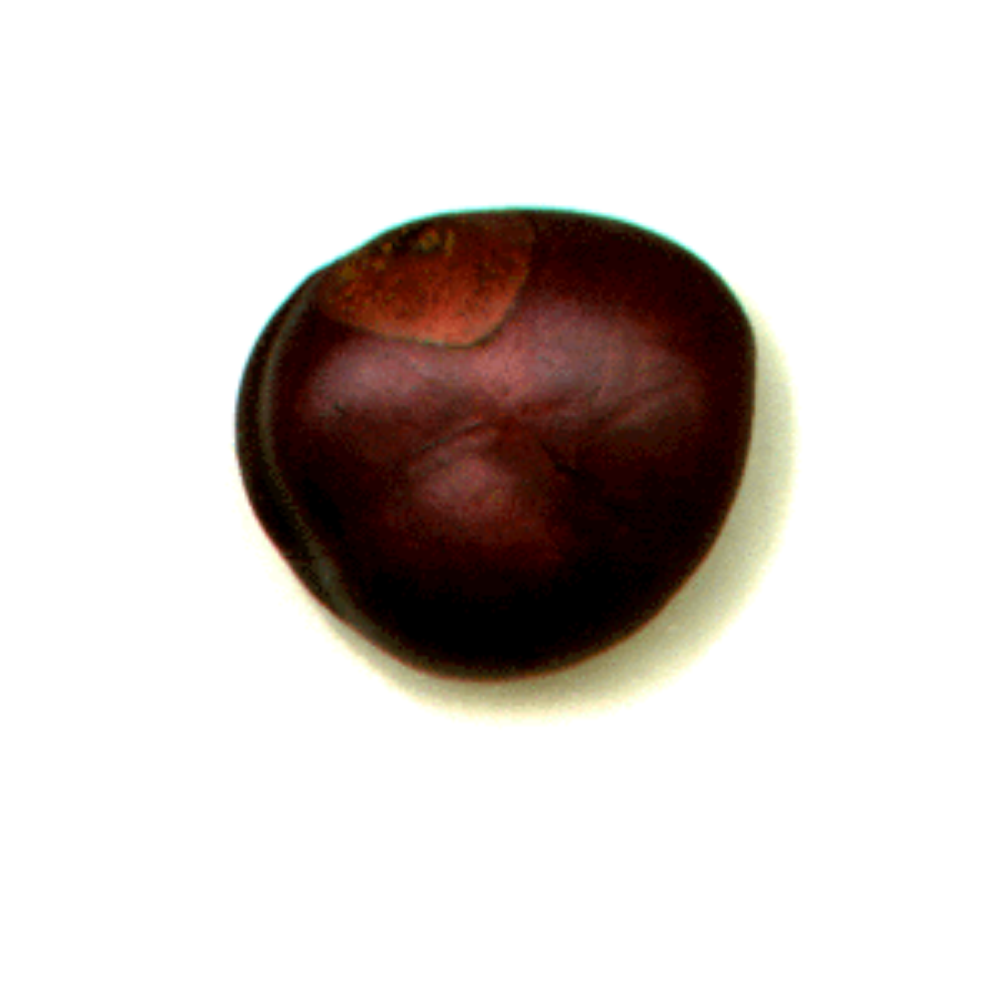 Buckeye Nut
