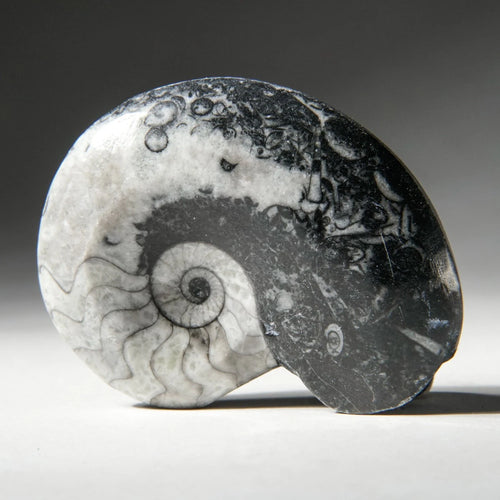Ammonite || Goniatite