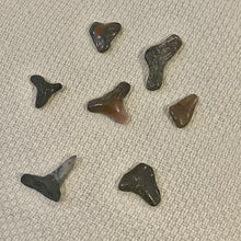 Curio  || Fossilized Shark Tooth